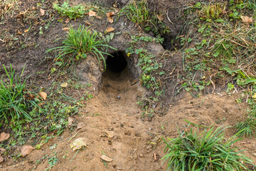Naklejka na ściany i meble Coney or european rabbit hole in the ground in Halmstad, Sweden