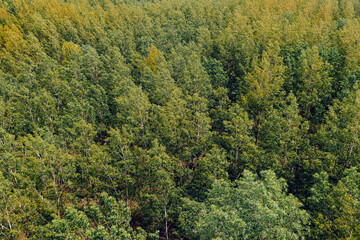 Fototapeta premium Deciduous cottonwood tree forest landscape from above, drone pov photography