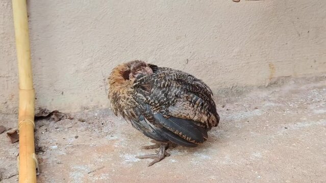 Sick chicken on the ground in farm. Infectious diseases of chickens. Use for