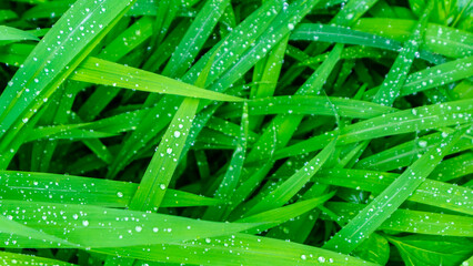 beautiful and stunning green leaves as background