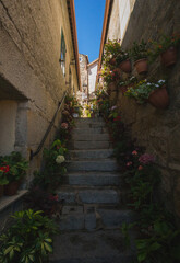 STAIRS WITH A LOT OF FLOWERS