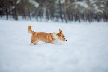 Corgi dog in the snow. Dog in winter. Dog in nature.