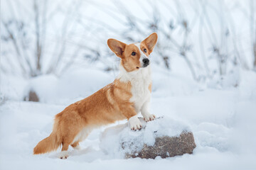Corgi dog in the snow. Dog in winter. Dog in nature.
