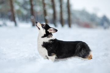 Corgi dog in the snow. Dog in winter. Dog in nature.