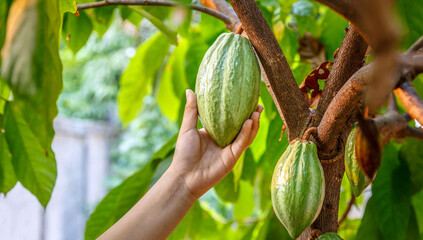 Cacao Farm with natural cacao fruit in hand cocoa farm