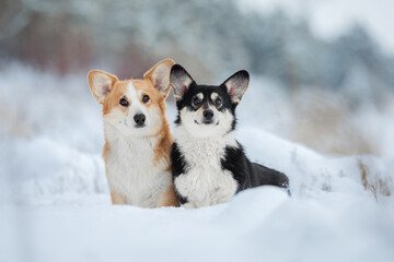 Corgi dog in the snow. Dog in winter. Dog in nature.
