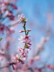 A branch of a blooming pink cherry on a blue sky background