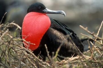 Fototapeta premium Frégate du Pacifique, Grande frégate, .Fregata minor, Great Frigatebird, Arcchipel des Galapagos, Equateur
