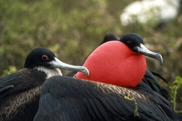 Frégate du Pacifique, Grande frégate, .Fregata minor, Great Frigatebird,  Arcchipel des...