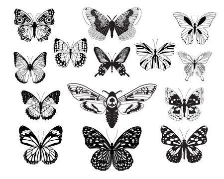 Collection of detailized butterflies in black and white tones.Vector illustration.