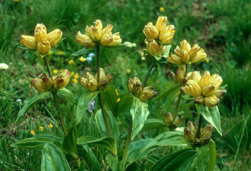 Fototapeta premium Gentiane jaune, Gentiana lutea