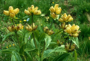 Gentiane jaune, Gentiana lutea