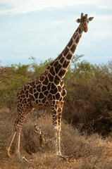 Girafe réticulée, Giraffa camelopardalis reticulata, Parc national de Samburu, Kenya