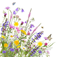 Colorful meadow flowers with insects, transparent background - obrazy, fototapety, plakaty