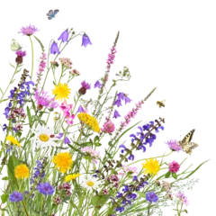 Foto auf Acrylglas Gras Colorful meadow flowers with insects, transparent background