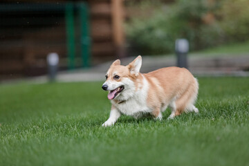 Naklejka na ściany i meble Happy and active purebred Welsh Corgi dog outdoors in the grass