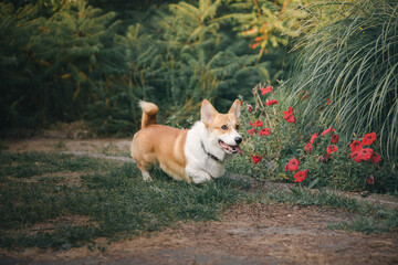 Cute Welsh Corgi dog outdoor. Dog portrait Pet on a walk. Beautiful funny corgi dog breed
