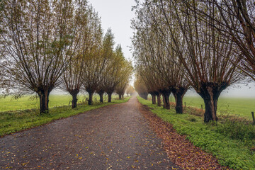 Naklejka premium Country road with pollard willows on both sides. It is a foggy day in autumn season. Some of the brown discolored tree leaves have already fallen to the ground.