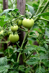 Tomato plants in greenhouse Green tomatoes plantation. Organic farming, young tomato plants growth in greenhouse.