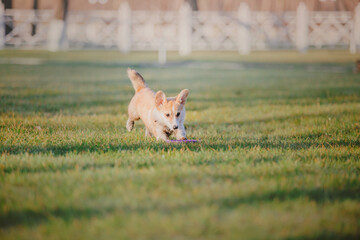 Cute Welsh Corgi dog outdoor. Dog portrait Pet on a walk. Beautiful funny corgi dog breed