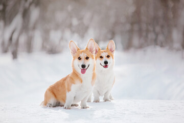 Corgi dog in the snow. Dog in winter. Dog in nature.