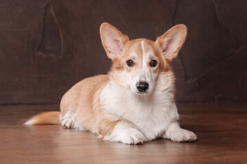 Welsh Corgi dog at home. Dog posing indoors. Cute fluffy dog portrait