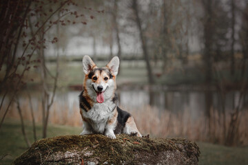 Naklejka na ściany i meble Cute Welsh Corgi dog outdoor. Dog portrait Pet on a walk. Beautiful funny corgi dog breed