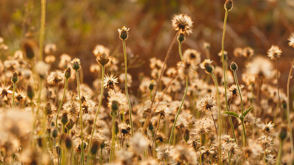 Small flowers of grass and orange color of sunlight