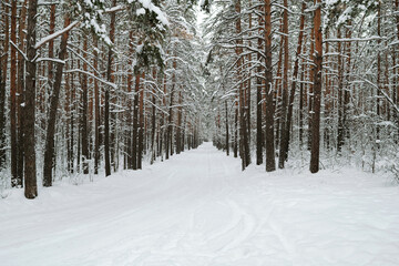 Fototapeta premium Front view of long road running along pinetrees in the forest covered with snow with nobody around on frosty winter day or morning