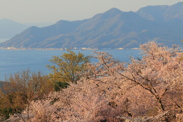 瀬戸内海と桜