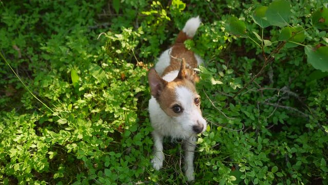dog in the green grass wags its tail and barks. Jack Russell Terrier in nature top view, licking, honey. Walk with a pet 
