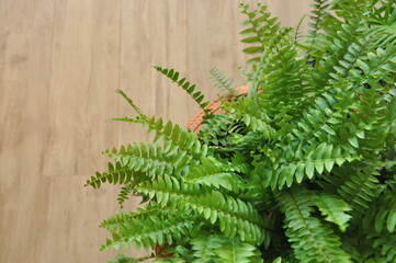 samanbaia planta verde clara 