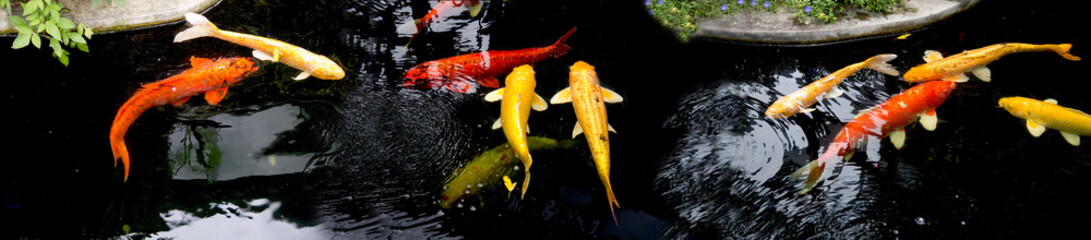Fancy koi carp fishes such as golden koi fish Doitsu Yamabuki Ogon,  Hikarimujimono, Nanashigoi and red- black carp Doitsu Aka Bekko koi are swimming in the pond. Panorama picture. Lampang Thailand.