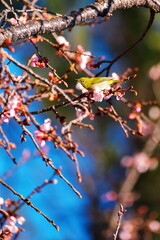メジロがお花見