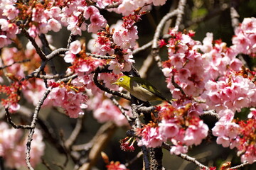 桜の花にメジロ