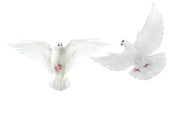 Fototapeta na wymiar white dove flying on transparent