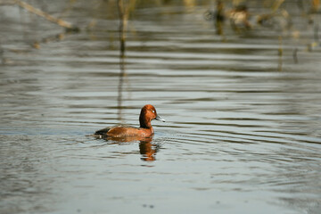 Aythya nyroca or Ferruginous duck or ferruginous pochard white eyed pochard floating in water during winter migration at keoladeo national park or bharatpur bird sanctuary rajasthan india asia