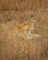 indian wild male leopard or panther or panthera pardus fusca resting in grass in hot summer season outdoor jungle safari at dry deciduous forest of central india asia