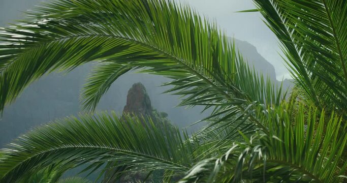 Close-up palm leaves sway in the wind on misty spring day in mountains.