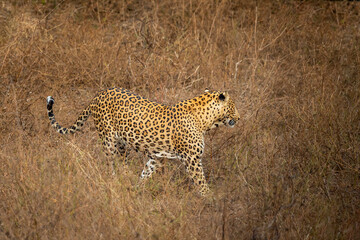 indian wild male leopard or panther or panthera pardus fusca side profile closeup walking or stroll in hot summer season outdoor jungle safari at dry deciduous forest of central india asia