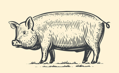 Farm animal sketch. Hand drawn big Pig, standing full-length in front. Vector vintage illustration