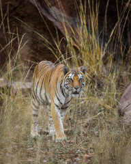 Fototapeta na wymiar wild adult bengal female tiger or panthera tigris tigris head on with eye contact on territory marking in evening safari at kanha national park forest tiger reserve Khatia madhya pradesh india asia
