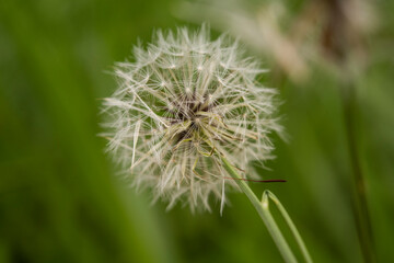 Closed Bud of a dandelion. Dandelion white flowers in green background. High quality photo (seletive focus)