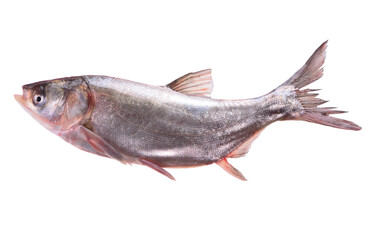 Fish  Silver Carp on white background 