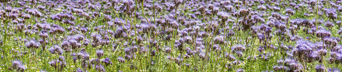 Obraz premium eine Wiese voller Phacelia