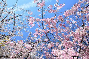 青空に映える満開の桜
