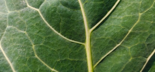 Green leaf of cabbage in close up view