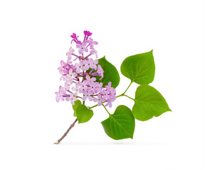 a broken sprig of lilac is isolated on a white background