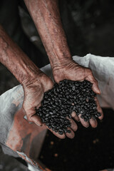 beans
agriculture
hands
nature
black
rice
