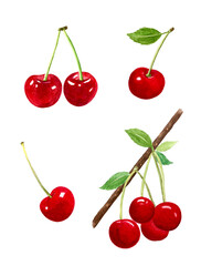 cherry watercolor hand painting